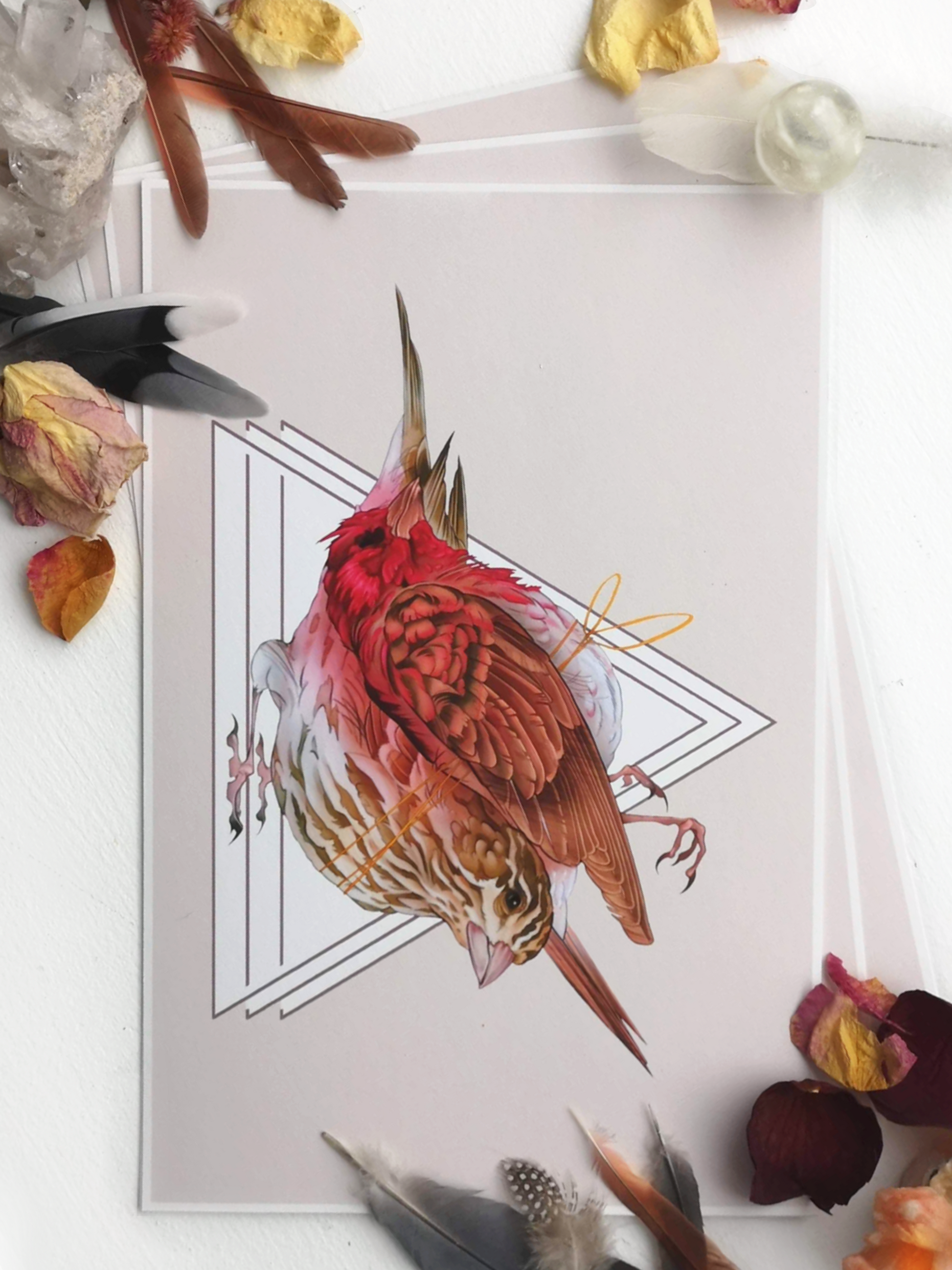 Purple Finch - marsdrawn