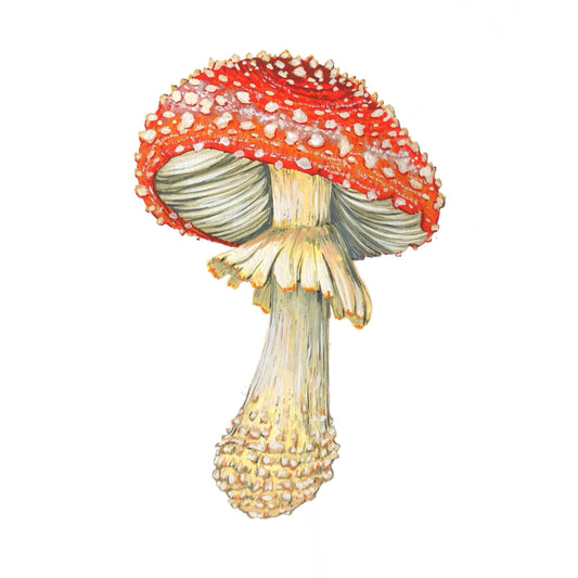 Amanita Muscaria Mushroom