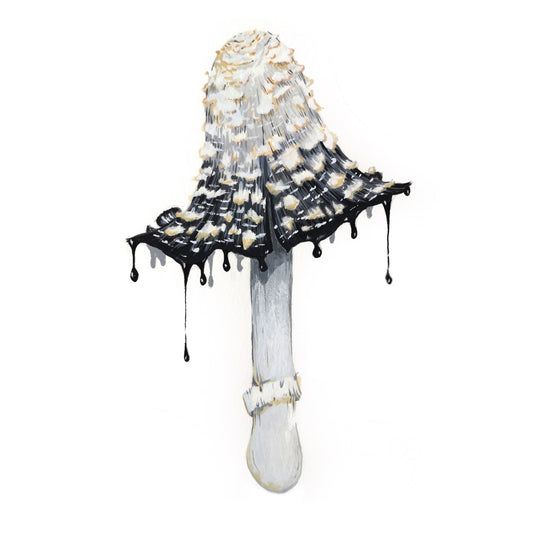 Inky Cap Mushroom