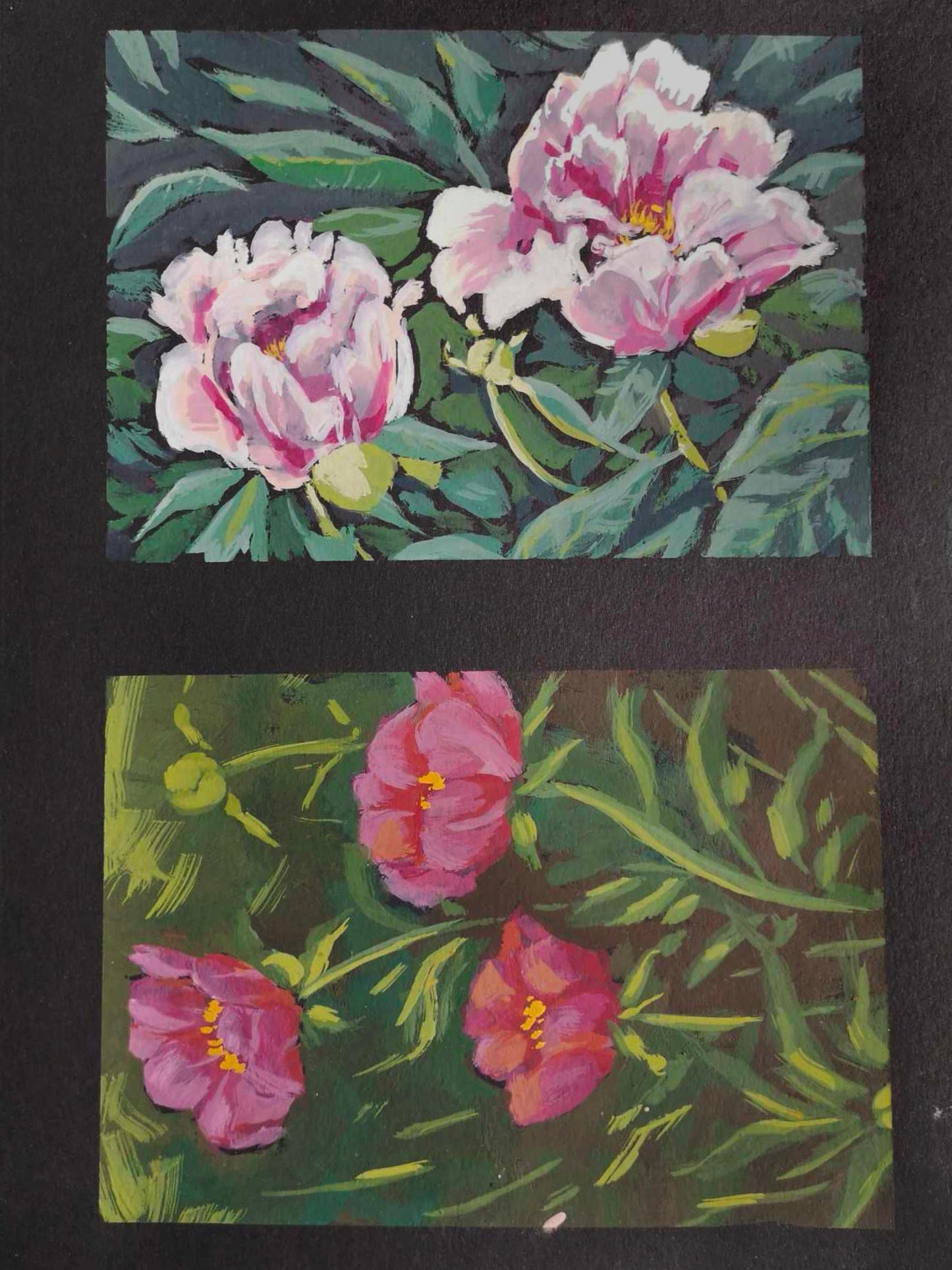 Peony 4 & 5