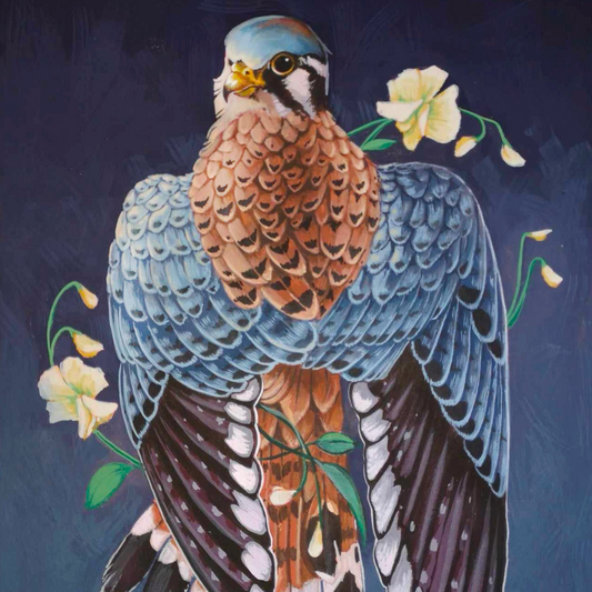 Kestrel in Sweet Pea