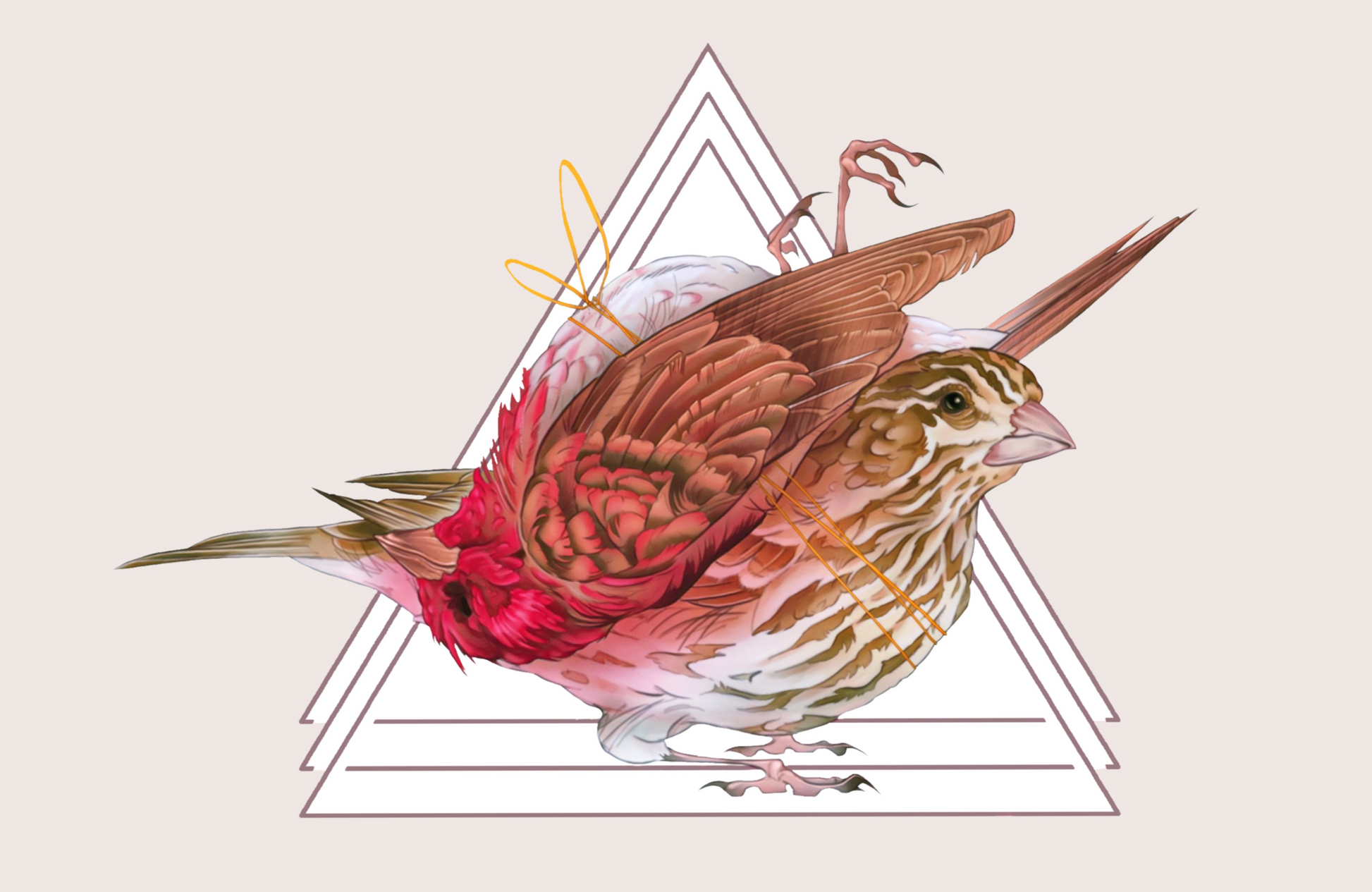 Purple Finch Card - marsdrawn